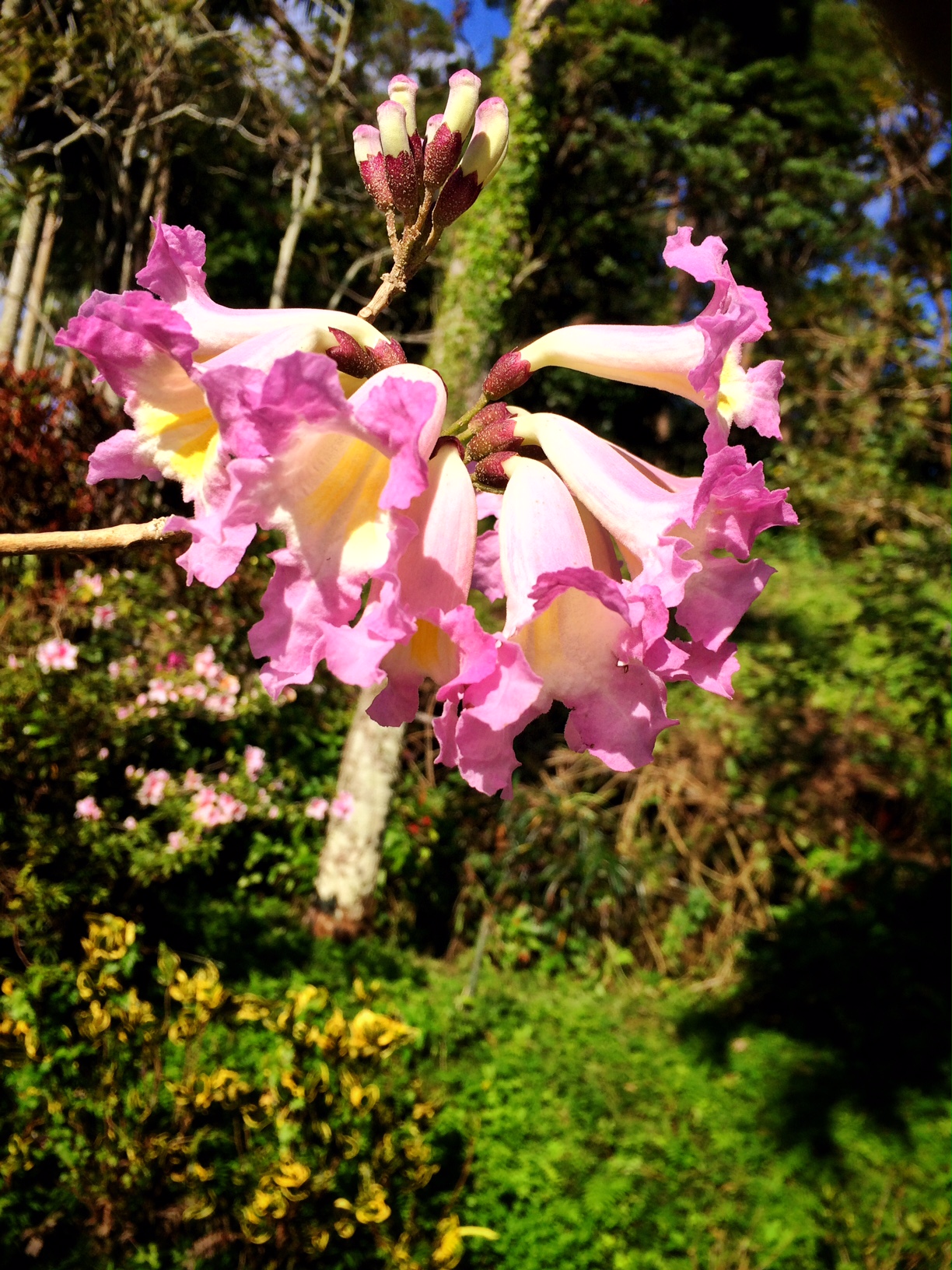 スタッフブログ | 【公式】東南植物楽園 | 沖縄北インターからすぐ